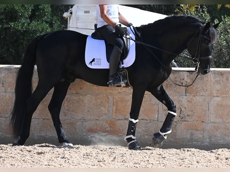 Menorquín Semental 17 años 167 cm Negro in Menorca