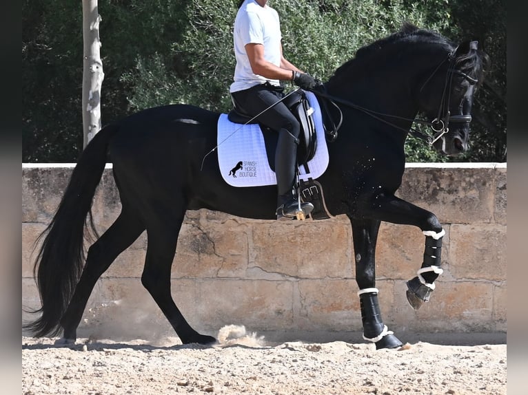 Menorquín Semental 17 años 167 cm Negro in Menorca