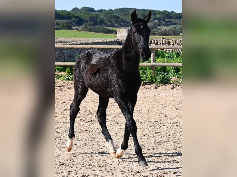 Menorquín Semental 1 año 160 cm Negro in Menorca