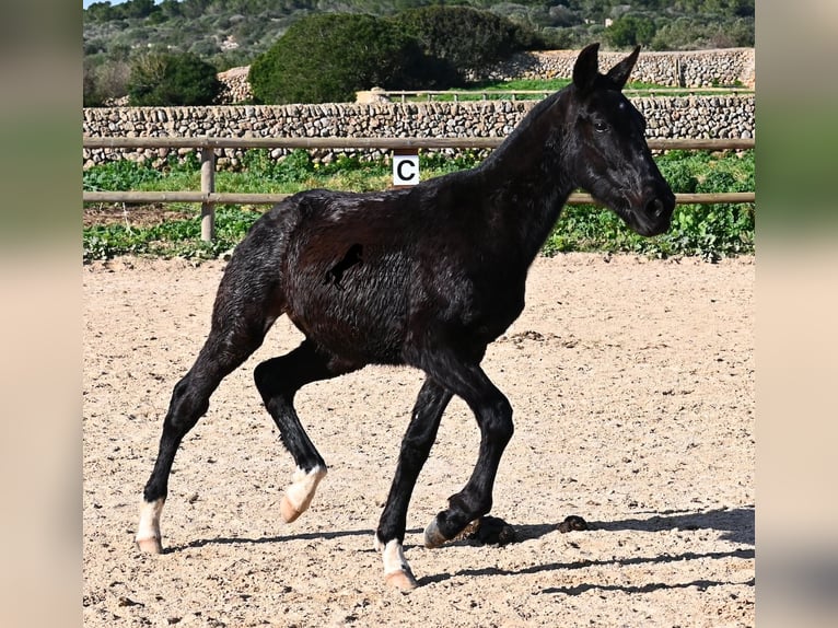 Menorquín Semental 1 año 160 cm Negro in Menorca