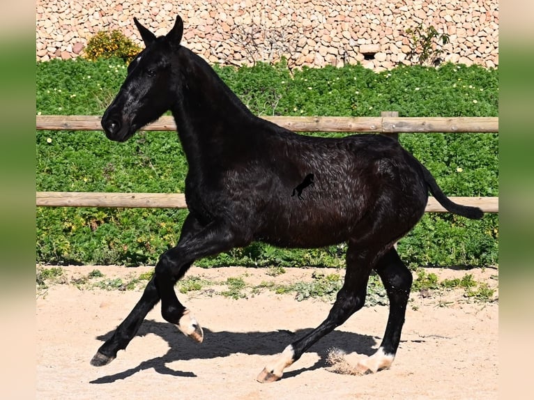 Menorquín Semental 1 año 160 cm Negro in Menorca