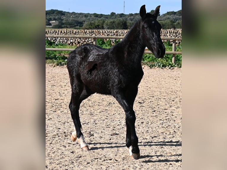 Menorquín Semental 1 año 160 cm Negro in Menorca