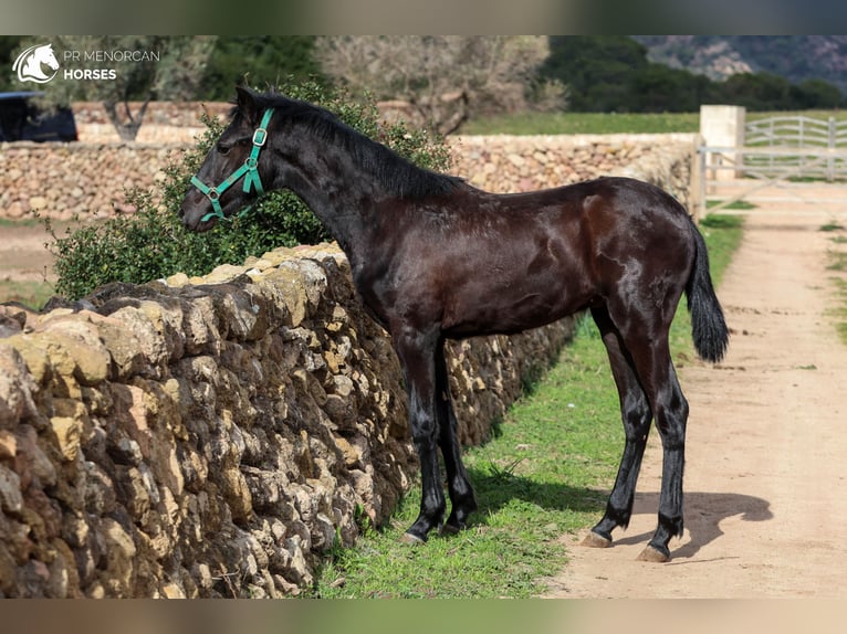 Menorquín Semental 1 año 160 cm Negro in Menorca