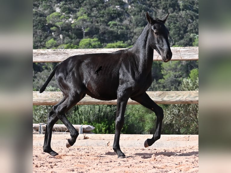 Menorquín Semental 1 año 160 cm Negro in Menorca