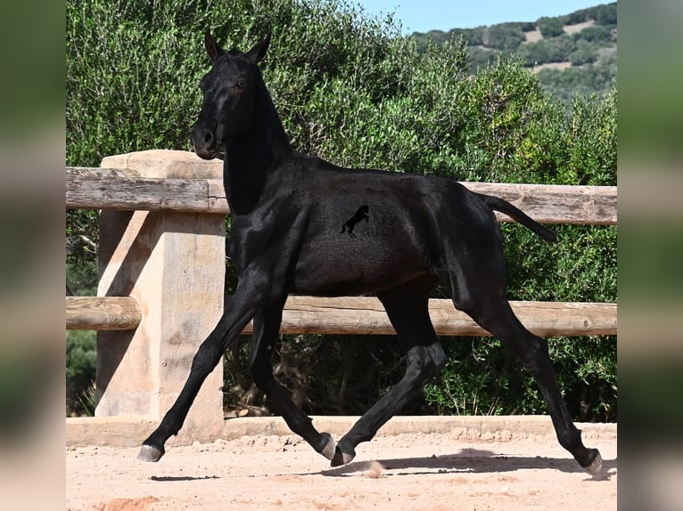 Menorquín Semental 1 año 160 cm Negro in Menorca
