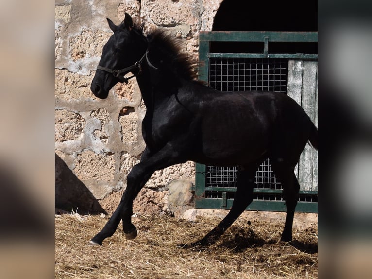 Menorquín Semental 1 año 162 cm Negro in Menorca