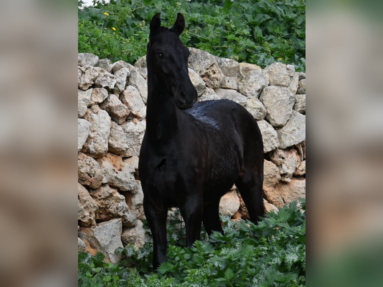 Menorquín Semental 1 año 162 cm Negro in Menorca