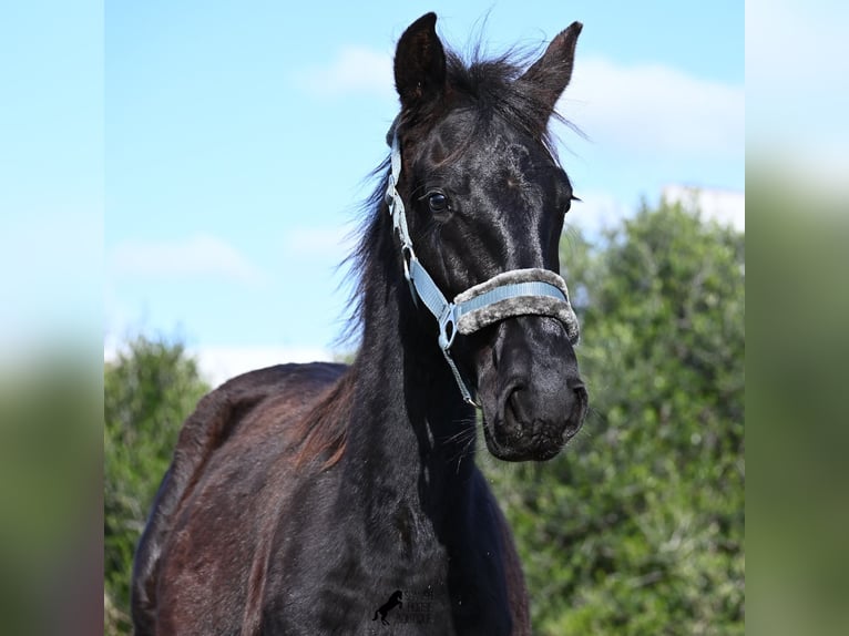 Menorquín Semental 1 año 162 cm Negro in Menorca