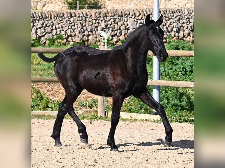 Menorquín Semental 1 año 163 cm Negro in Menorca