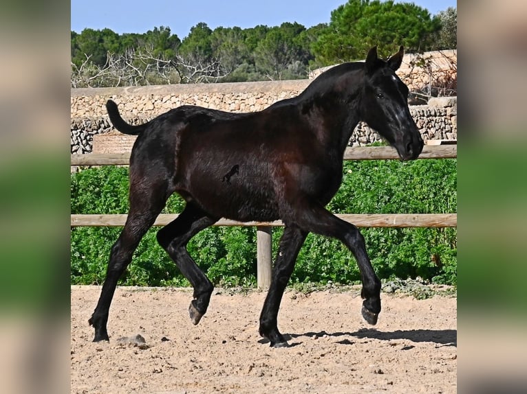 Menorquín Semental 1 año 163 cm Negro in Menorca