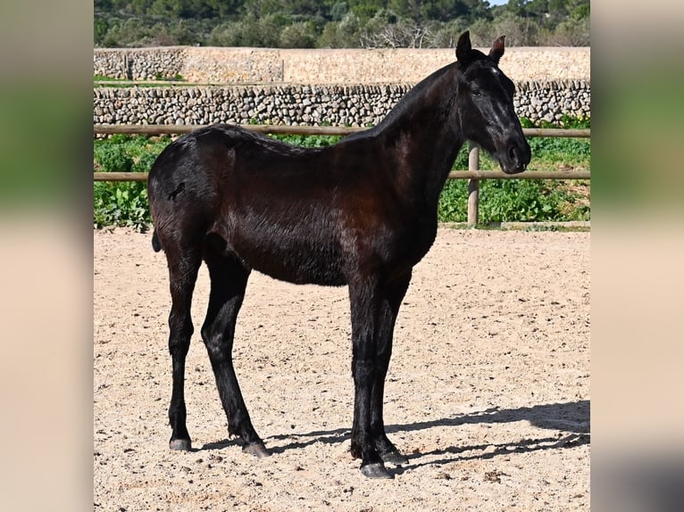 Menorquín Semental 1 año 163 cm Negro in Menorca