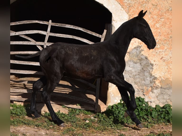 Menorquín Semental 1 año 164 cm in Menorca