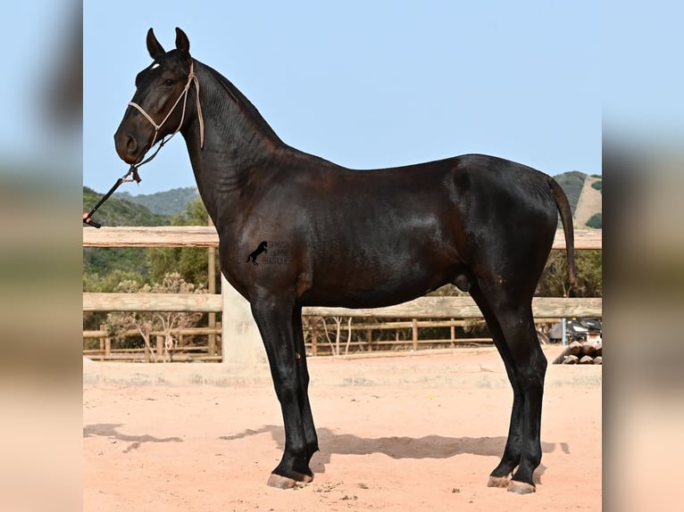 Menorquín Semental 1 año 165 cm Negro in Menorca