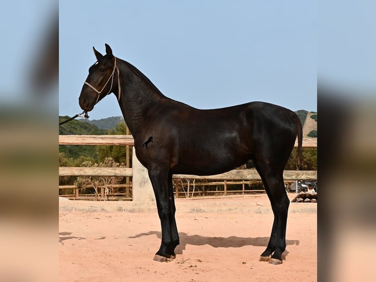 Menorquín Semental 1 año 165 cm Negro in Menorca
