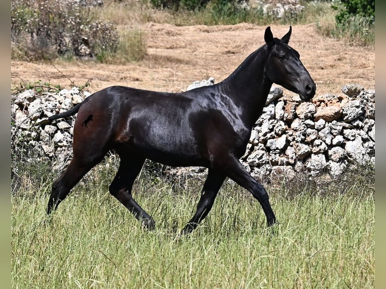 Menorquín Semental 1 año 165 cm Negro in Menorca