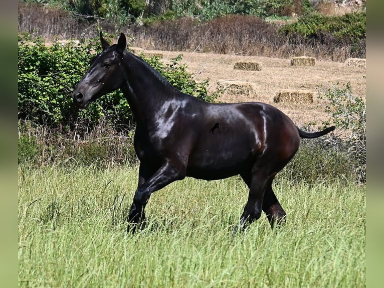 Menorquín Semental 1 año 165 cm Negro in Menorca