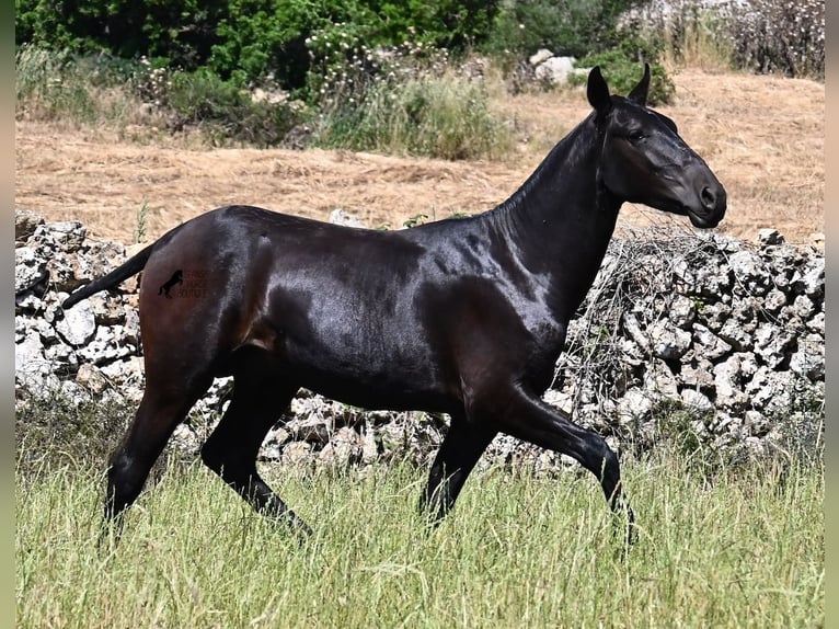 Menorquín Semental 1 año 165 cm Negro in Menorca