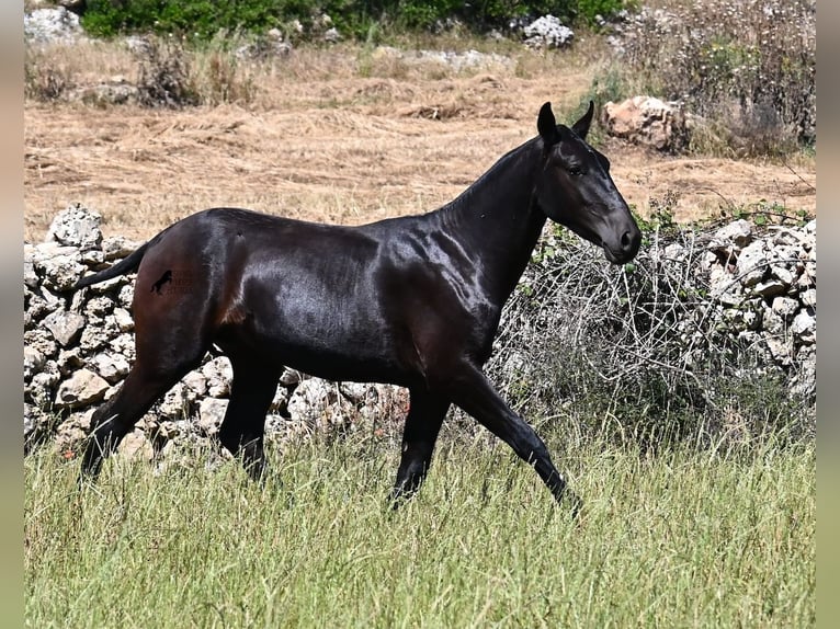 Menorquín Semental 1 año 165 cm Negro in Menorca