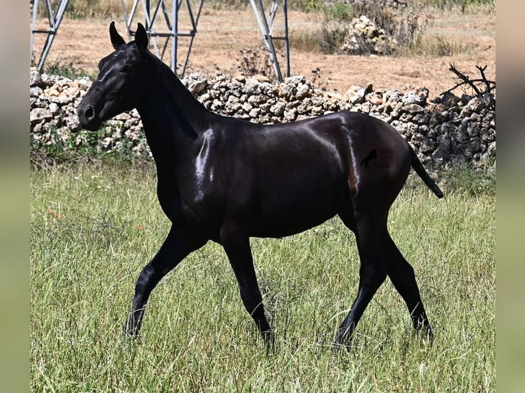 Menorquín Semental 1 año 165 cm Negro in Menorca