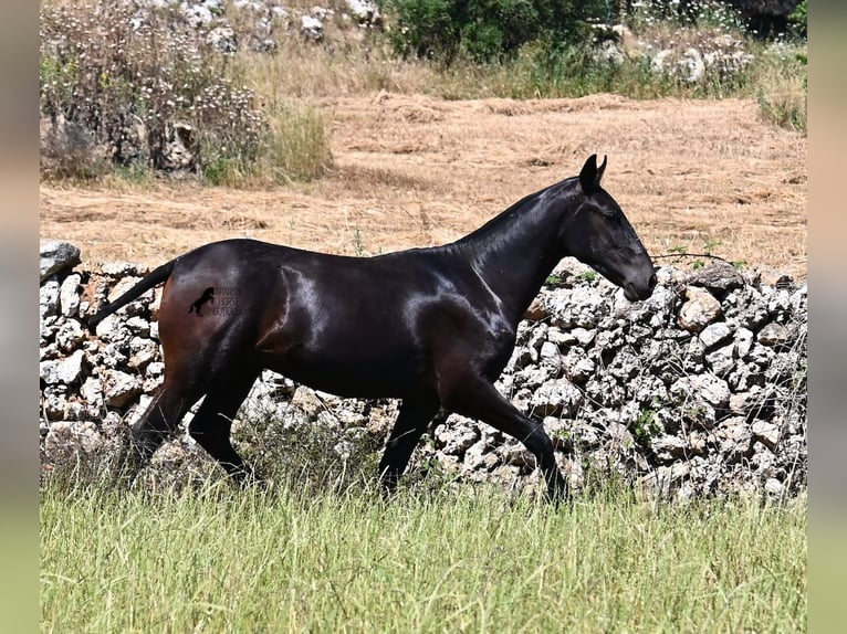 Menorquín Semental 1 año 165 cm Negro in Menorca