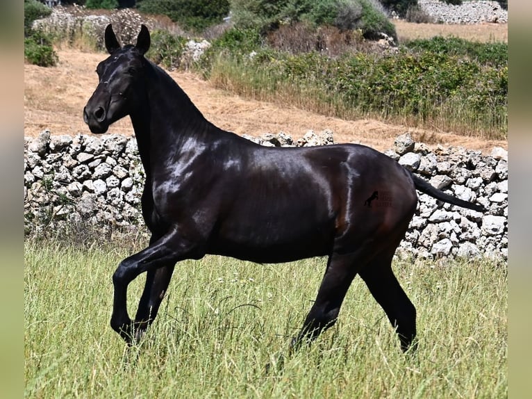Menorquín Semental 1 año 165 cm Negro in Menorca