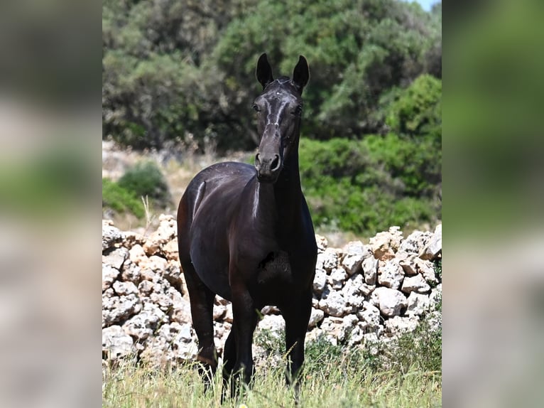 Menorquín Semental 1 año 165 cm Negro in Menorca