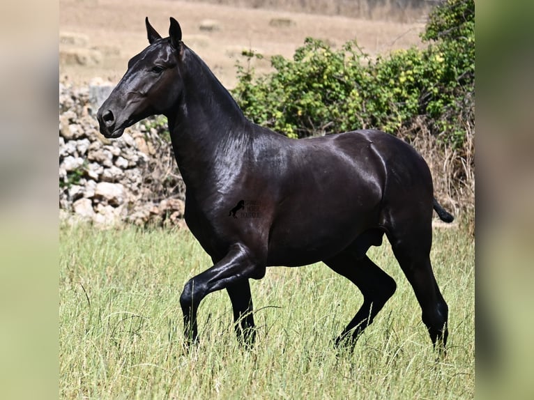 Menorquín Semental 1 año 165 cm Negro in Menorca