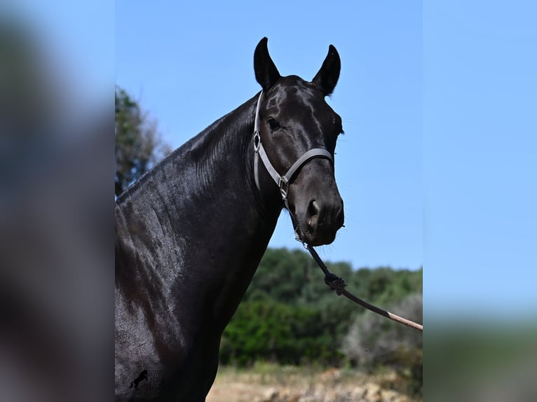 Menorquín Semental 1 año 165 cm Negro in Menorca