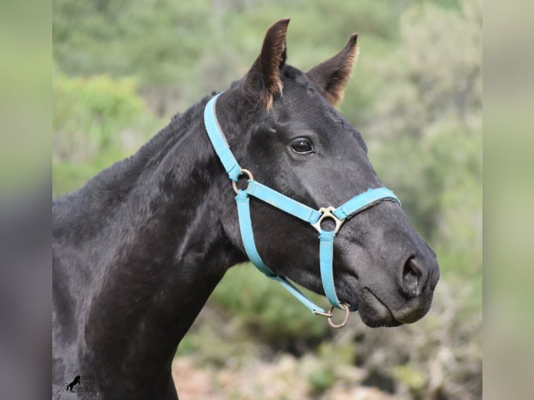 Menorquín Semental 2 años 142 cm Negro in Menorca