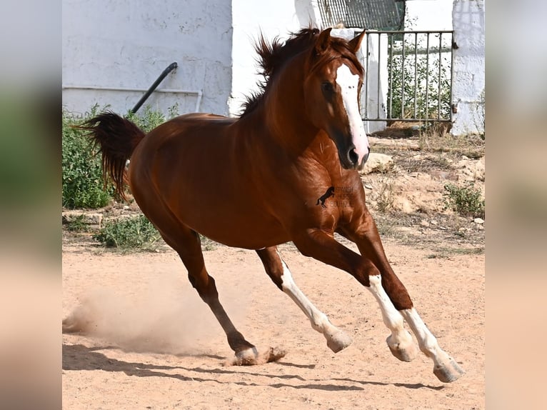Menorquín Semental 2 años 153 cm Alazán in Menorca