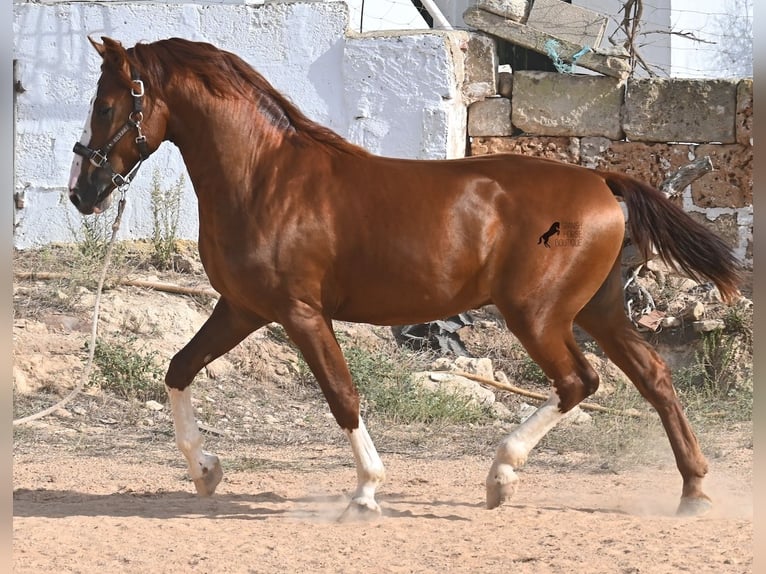 Menorquín Semental 2 años 153 cm Alazán in Menorca