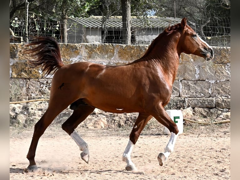 Menorquín Semental 2 años 153 cm Alazán in Menorca