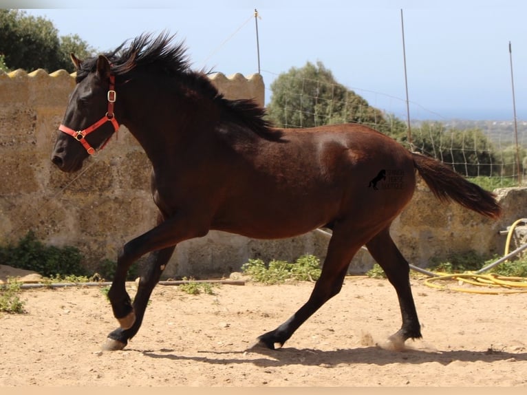 Menorquín Semental 2 años 160 cm Negro in Menorca