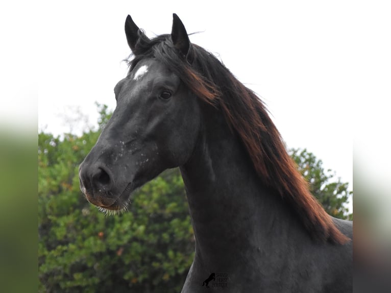 Menorquín Semental 2 años 160 cm Negro in Menorca