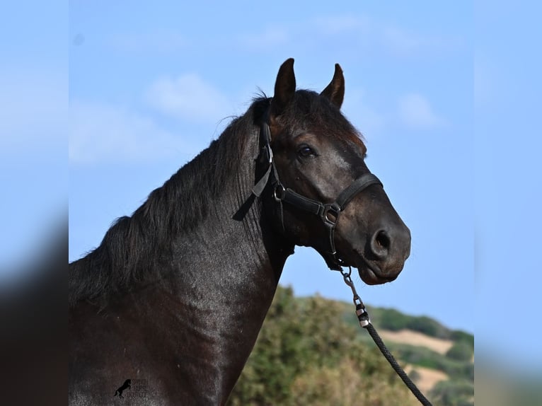 Menorquín Semental 2 años 160 cm Negro in Menorca