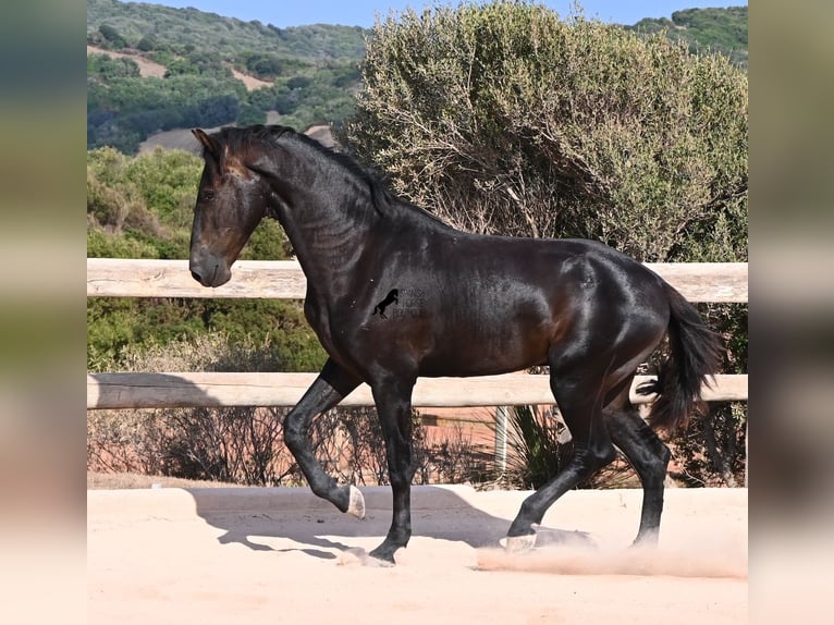 Menorquín Semental 2 años 160 cm Negro in Menorca