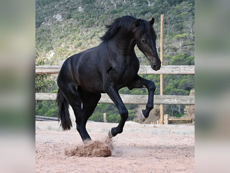 Menorquín Semental 2 años 160 cm Negro in Menorca