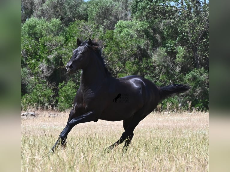Menorquín Semental 2 años 160 cm Negro in Menorca