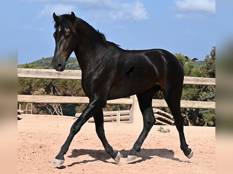 Menorquín Semental 2 años 160 cm Negro in Menorca