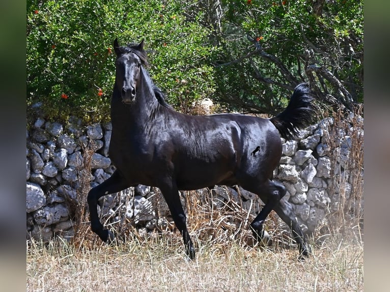 Menorquín Semental 2 años 160 cm Negro in Menorca