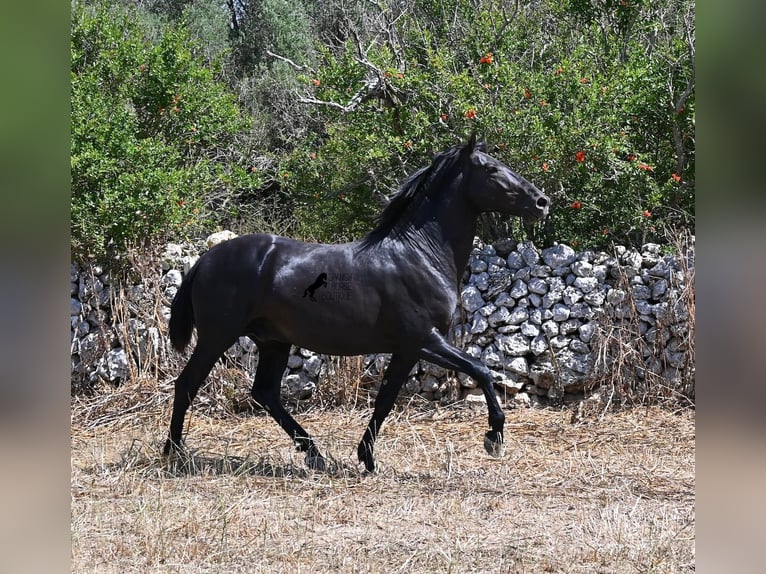 Menorquín Semental 2 años 160 cm Negro in Menorca