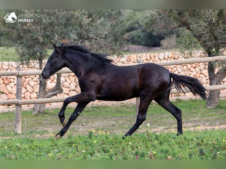 Menorquín Semental 2 años 160 cm Negro in Menorca