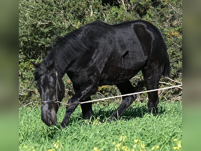 Menorquín Semental 2 años 160 cm Negro in Menorca