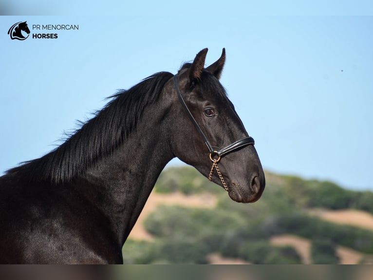 Menorquín Semental 2 años 162 cm in Menorca