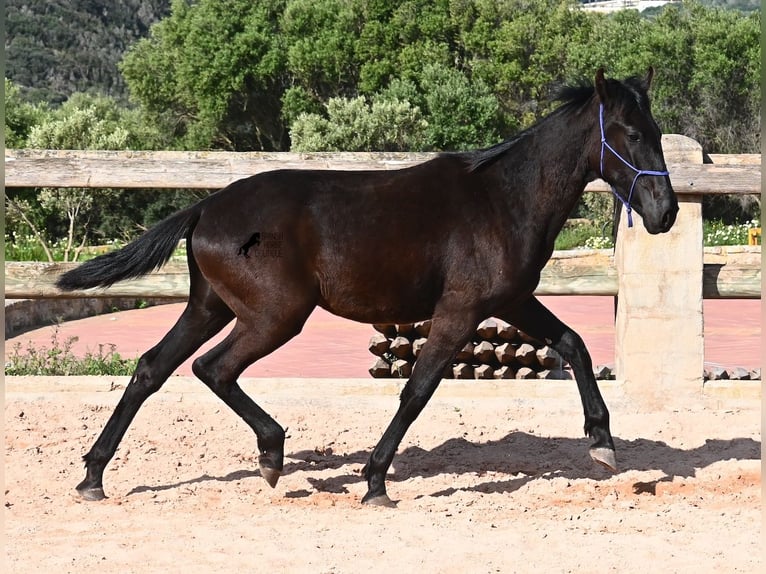 Menorquín Semental 2 años 162 cm Negro in Menorca