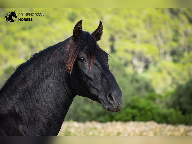 Menorquín Semental 2 años 164 cm Negro in Menorca