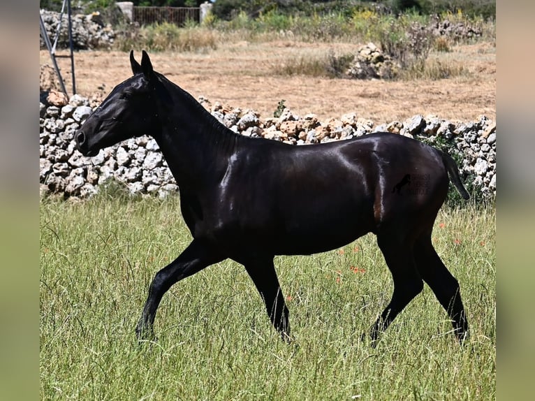 Menorquín Semental 2 años 165 cm Negro in Menorca