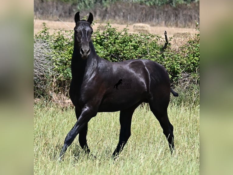 Menorquín Semental 2 años 165 cm Negro in Menorca