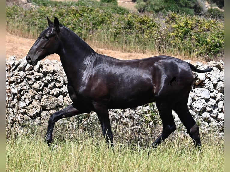 Menorquín Semental 2 años 165 cm Negro in Menorca