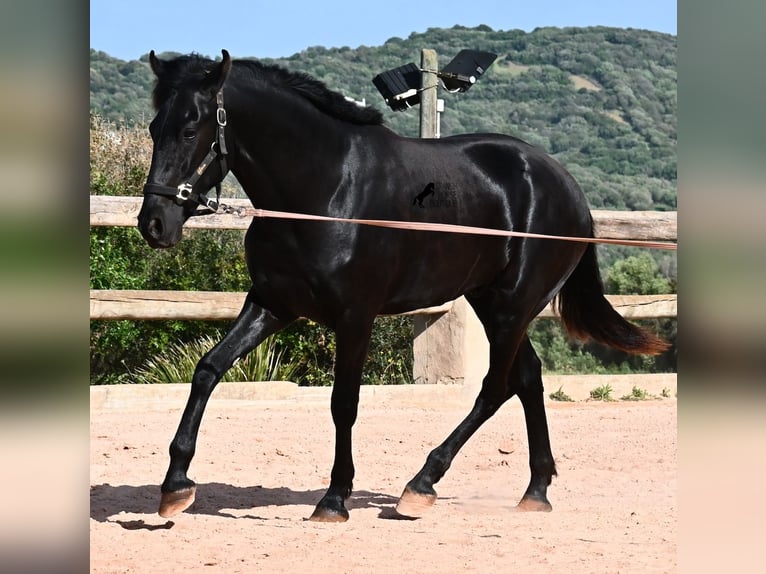 Menorquín Semental 2 años 169 cm Negro in Menorca